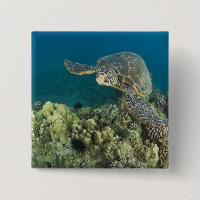 La Tortuga Verde, (Chelonia mydas), es la 2