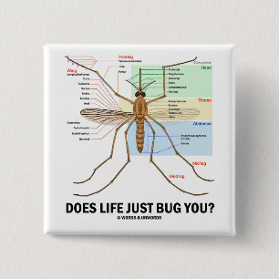 Chapa Cuadrada ¿La vida apenas le fastidia? (Anatomía del