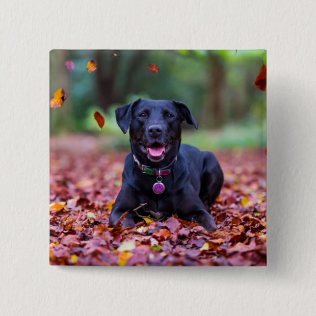 Chapa Cuadrada Labrador negro en hojas de otoño (Anverso)