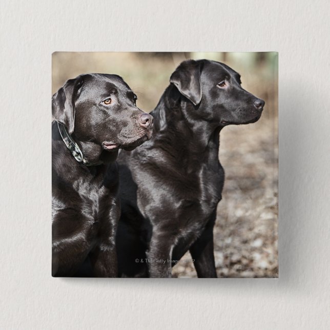 Chapa Cuadrada Labradores retrieveres negros (Anverso)