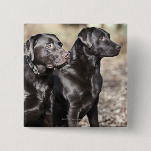 Chapa Cuadrada Labradores retrieveres negros