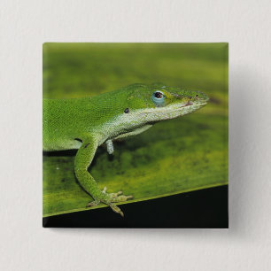 Chapa Cuadrada Lagarto verde, Anolis carolinensis, adulto en palm