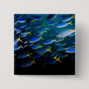 Chapa Cuadrada Laja Ampat 5 subacuáticos