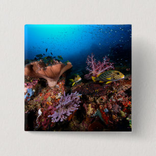 Chapa Cuadrada Laja Ampat subacuático
