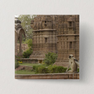 Chapa Cuadrada Langures de Hanuman o langur gris, común o de cara