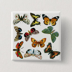 Chapa Cuadrada Las mariposas y polillas más conocidas de Europa