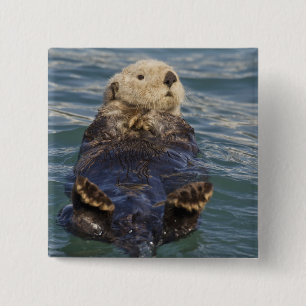 Chapa Cuadrada Las nutrias marinas juegan con los icebergs en la 