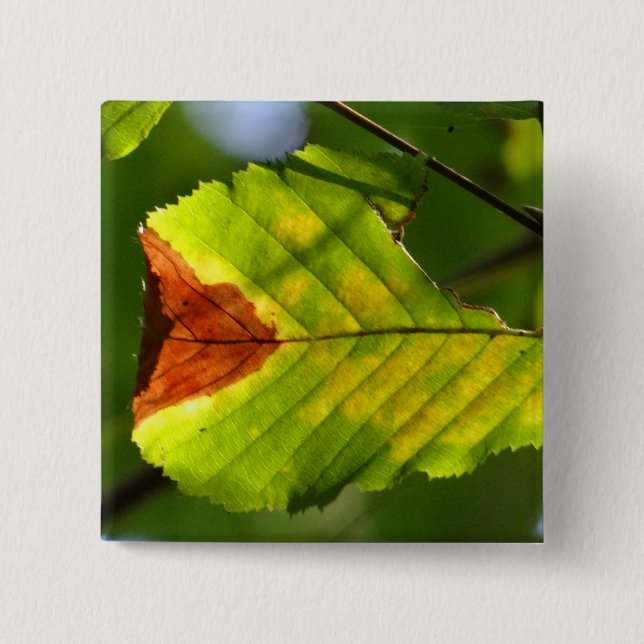 Chapa Cuadrada Leaf verde otoño (Anverso)