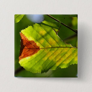Chapa Cuadrada Leaf verde otoño