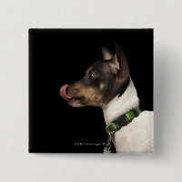 Lengua de negro y blanco Rat Terrier