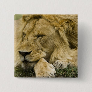 Chapa Cuadrada León africano, Panthera leo, acostado dormido