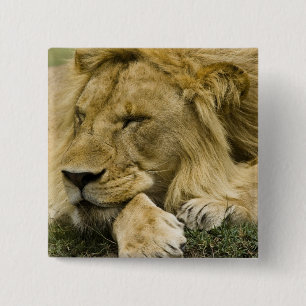 Chapa Cuadrada León africano, Panthera leo, dormido