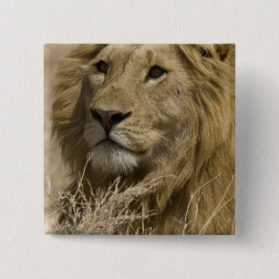 Chapa Cuadrada León Africano, Panthera leo, Retrato de un