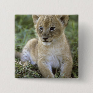 Chapa Cuadrada León africano, Panthera leo), Tanzania,