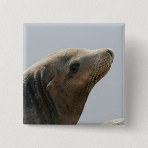 Chapa Cuadrada León Marino