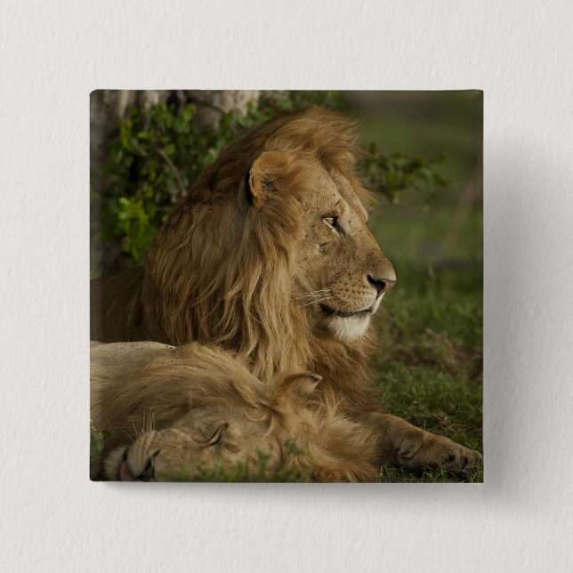 Chapa Cuadrada León, Panthera leo, Lower Mara, Masai Mara GR, (Anverso)