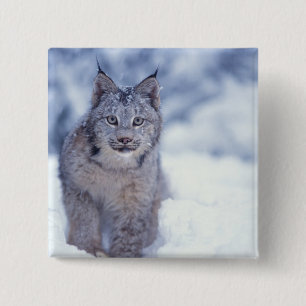 Chapa Cuadrada Lince en la nieve en las estribaciones