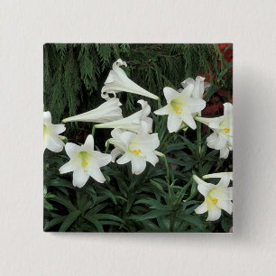 Chapa Cuadrada Lirio de Pascua (Lilium regale)
