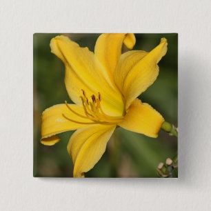 Chapa Cuadrada Lirio ornamental amarillo