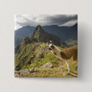 Chapa Cuadrada Llamas y una vista general de Machu Picchu,
