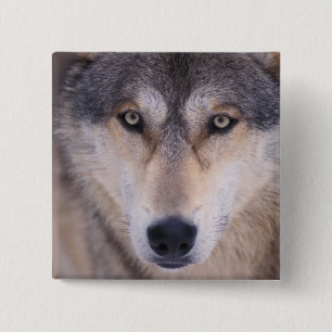 Chapa Cuadrada lobo gris, Canis lupus, primer plano de ojos