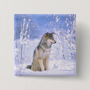 Chapa Cuadrada Lobo gris sentado en la nieve, Canis lupus,