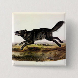Chapa Cuadrada Lobo negro, o lobo norteamericano negro (lupus can