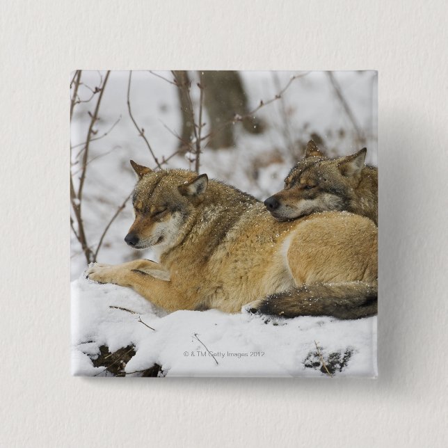 Chapa Cuadrada Lobos en la madera bawariana (Anverso)
