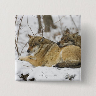 Chapa Cuadrada Lobos en la madera de Bawarian