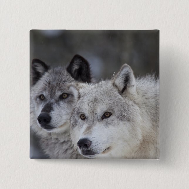 Chapa Cuadrada Lobos (lupus de Canus) el | Yellowstone del oeste (Anverso)