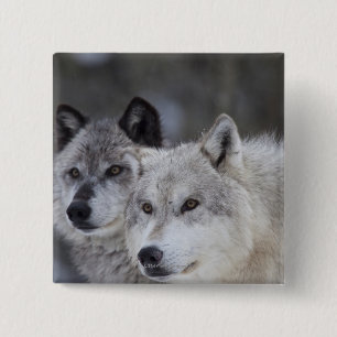 Chapa Cuadrada Lobos (lupus de Canus) el Yellowstone del oeste