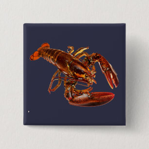 Chapa Cuadrada Lobster