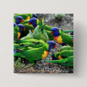 Chapa Cuadrada Lorikeets del arcoiris australiano