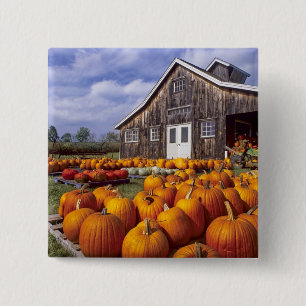 Chapa Cuadrada Los E.E.U.U., Vermont, Shelbourne, calabazas