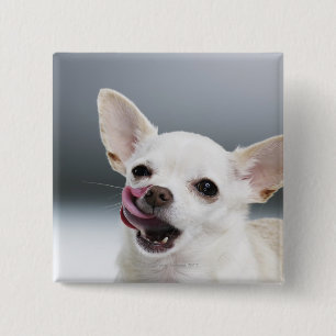 Chapa Cuadrada Los labios blancos de Chihuahua lamiéndose