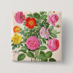 Chapa Cuadrada Los rosas, platean 4 del Florilegium de Nassau