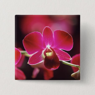Chapa Cuadrada Malasia, Orquídea