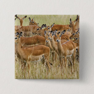 Chapa Cuadrada Manada de impalas hembras, Masai Mara, Kenia.