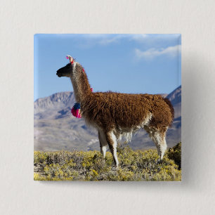 Chapa Cuadrada Manada de llamas decoradas en la Puna, cordillera 