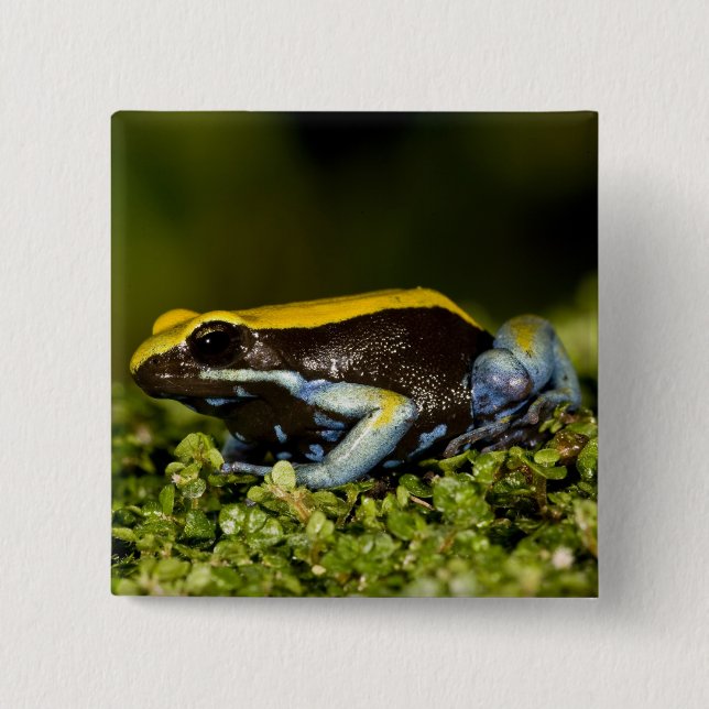 Chapa Cuadrada Mantella de oído negro, Mantella expectata, (Anverso)