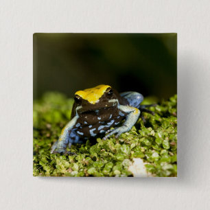 Chapa Cuadrada Mantella de oído negro, Mantella expectata, 2