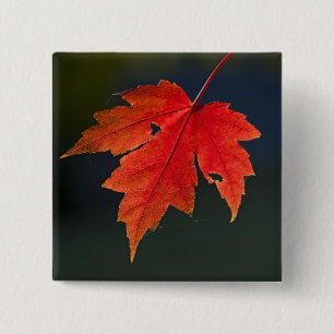 Chapa Cuadrada Maple rojo Acer rubrum) hoja roja en otoño,