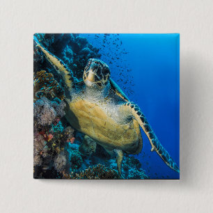Chapa Cuadrada Mar Rojo de la tortuga de mar verde el