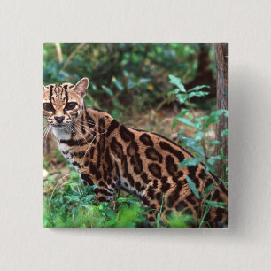 Chapa Cuadrada Margay, Leopardus wiedi, Nativo de México hasta