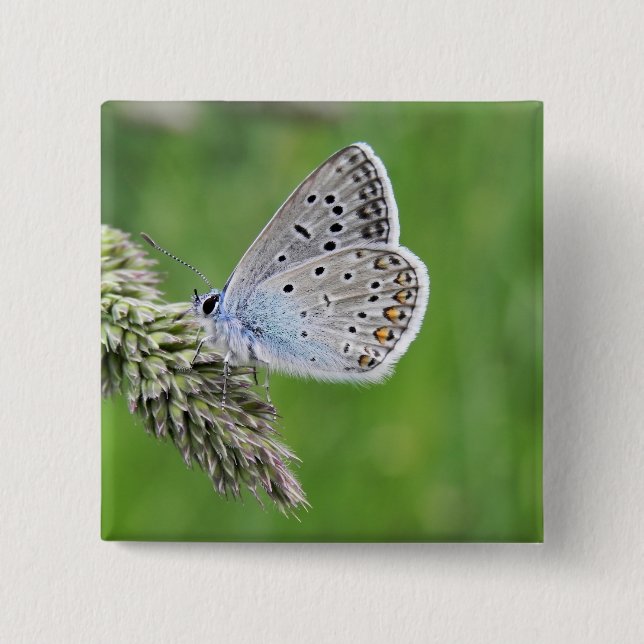 Chapa Cuadrada Mariposa Azul Común en Hierba (Anverso)