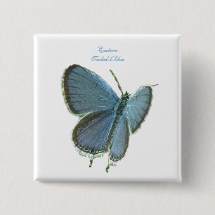Chapa Cuadrada Mariposa azul de cola oriental
