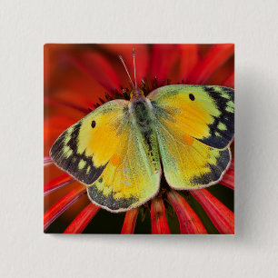 Chapa Cuadrada Mariposa de la alfalfa en flor de cono