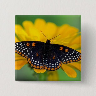 Chapa Cuadrada Mariposa de mancha cuadriculada de Baltimore