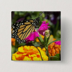 Chapa Cuadrada Mariposa de monarca en el maravilla-botón rosado