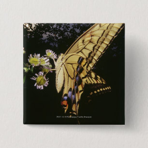 Chapa Cuadrada Mariposa de Swallowtail en la flor, cierre para
